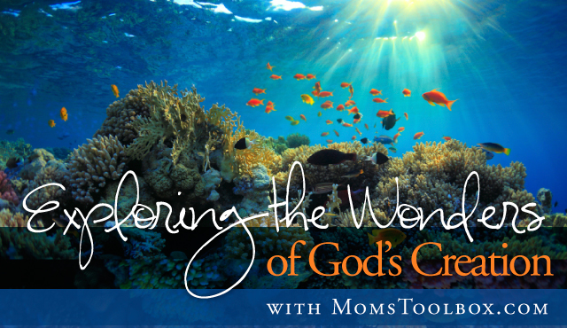 Exploring the Wonders of God’s Creation: In the beginning…